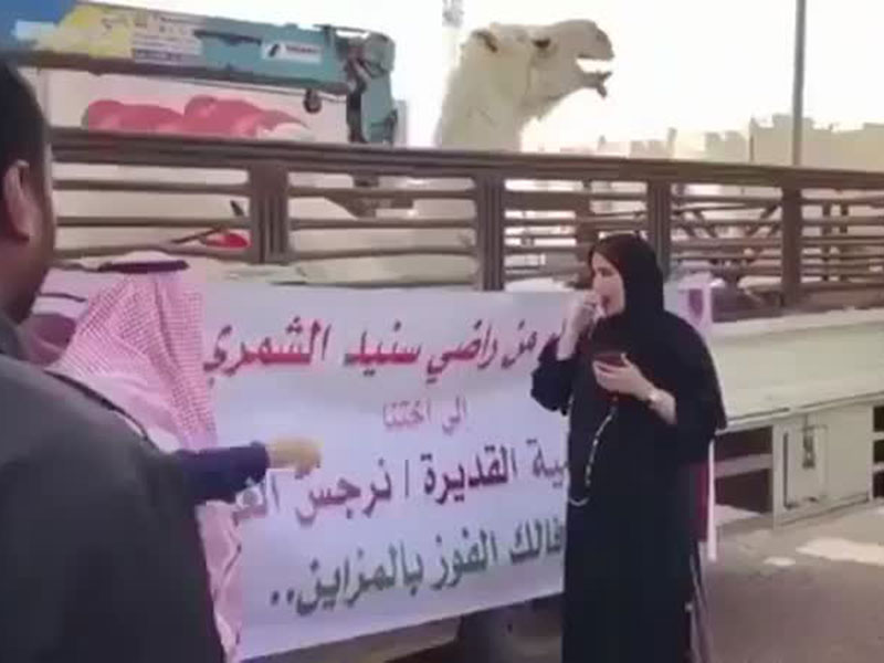 اضغط لمشاهدة الفيديو: مالك إبل يهدي مذيعة  MBCناقة!